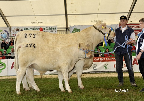 gruppenreservesieger charolais